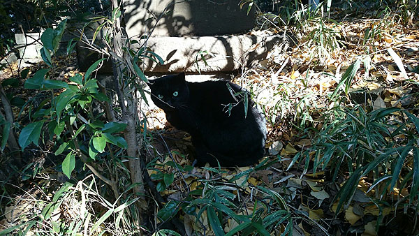 代々木八幡宮の猫