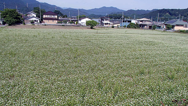 蕎麦の花