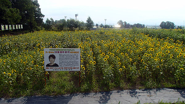 スーちゃんのひまわり