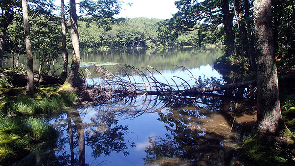 知床五湖の散策