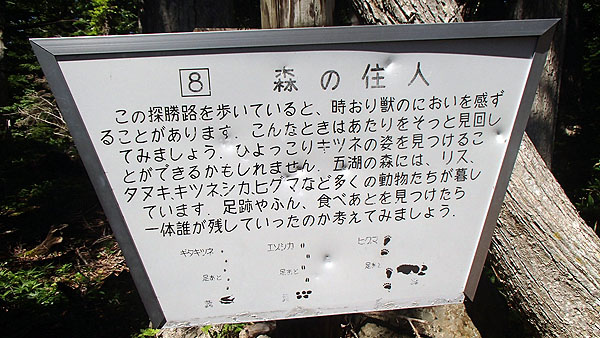 知床五湖の散策