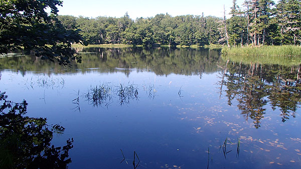 知床五湖の散策