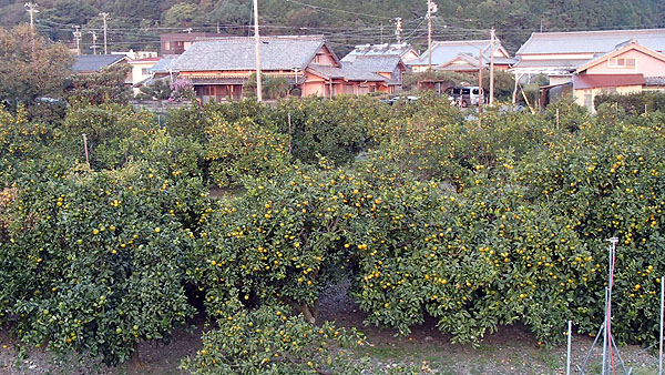 朝日に照らされるみかん畑
