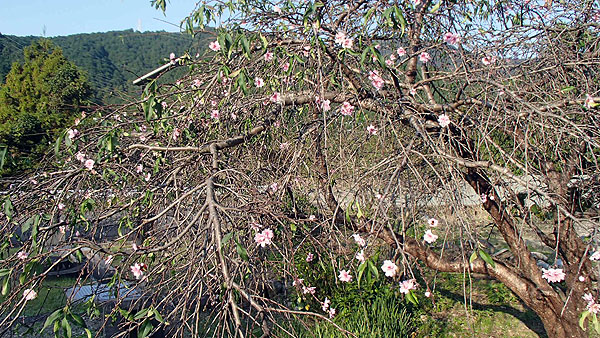 季節外れの桜（？）