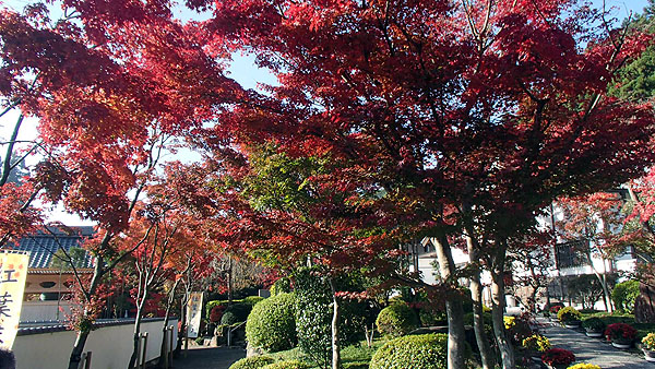 宝徳寺の紅葉