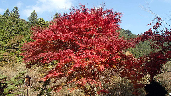 古峯神社の紅葉