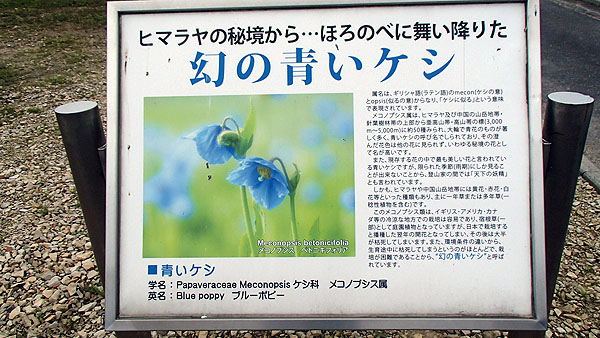 青いケシ