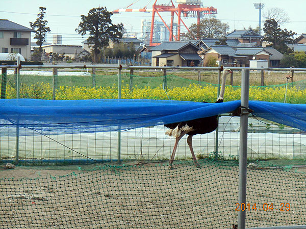 ダチョウの飼育場で！