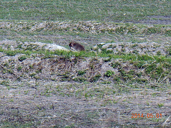 野生のｻﾙと遭遇